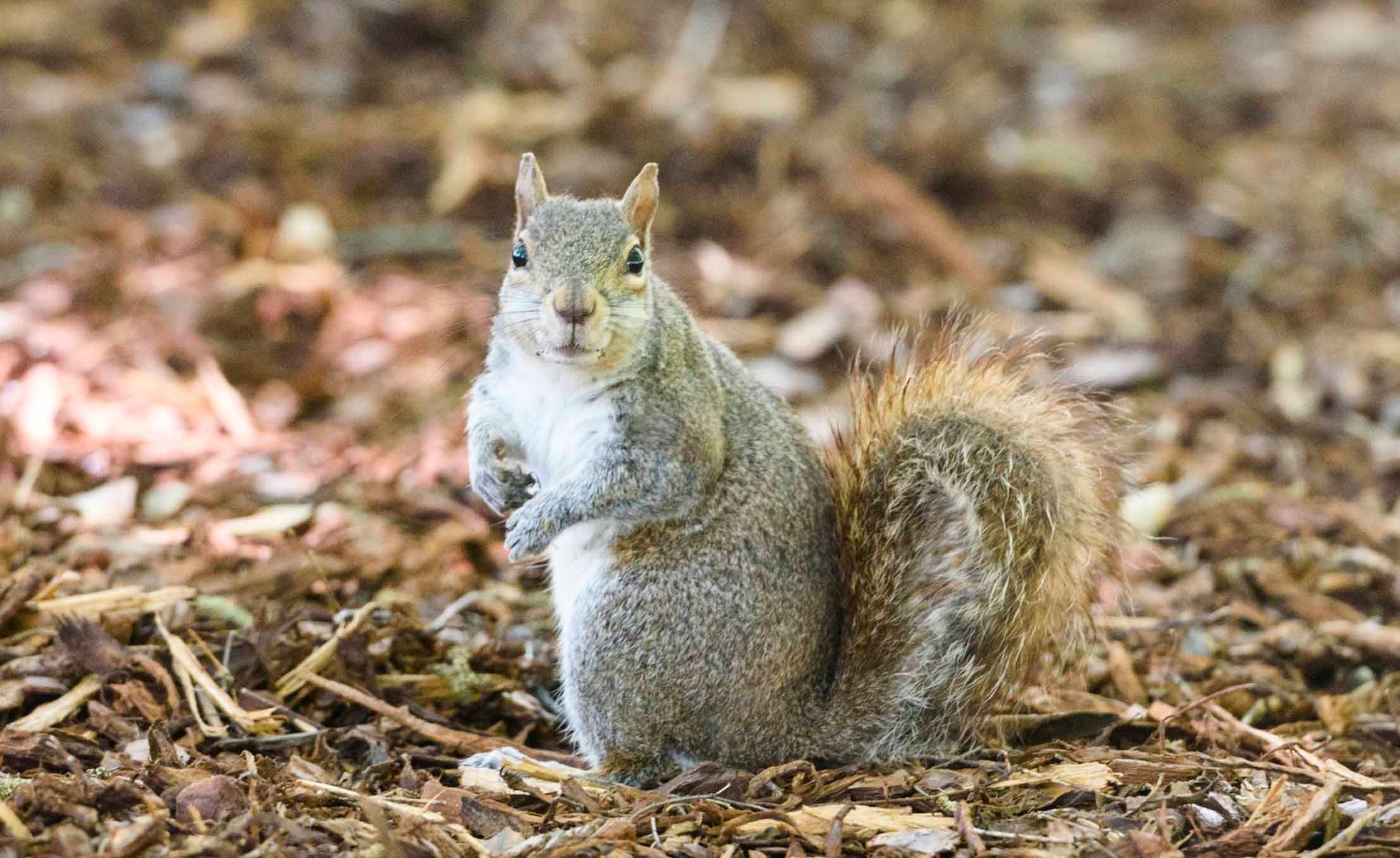 Eastern Gray Squirrels: Managing and Preventing Attic Damage - Alabama  Cooperative Extension System