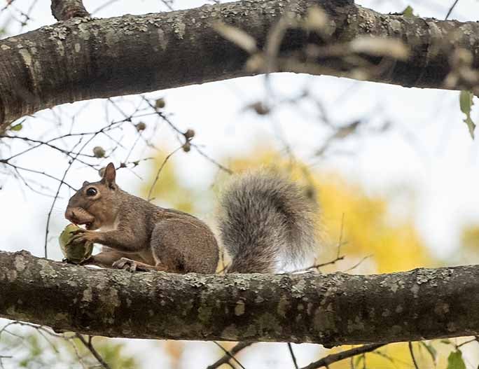 Eastern Gray Squirrels: Managing and Preventing Attic Damage - Alabama  Cooperative Extension System