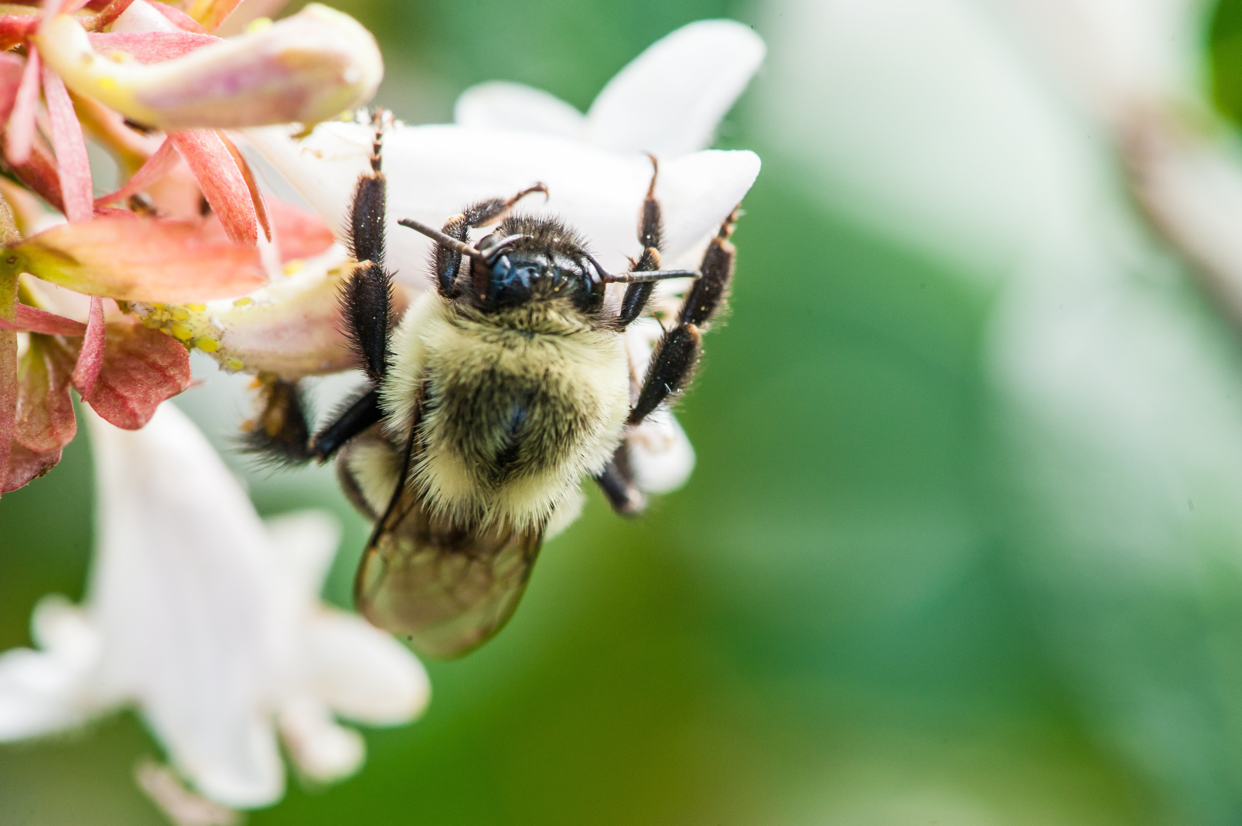 Cold-Tolerant Bumble Bees Focus of UA Research Effort