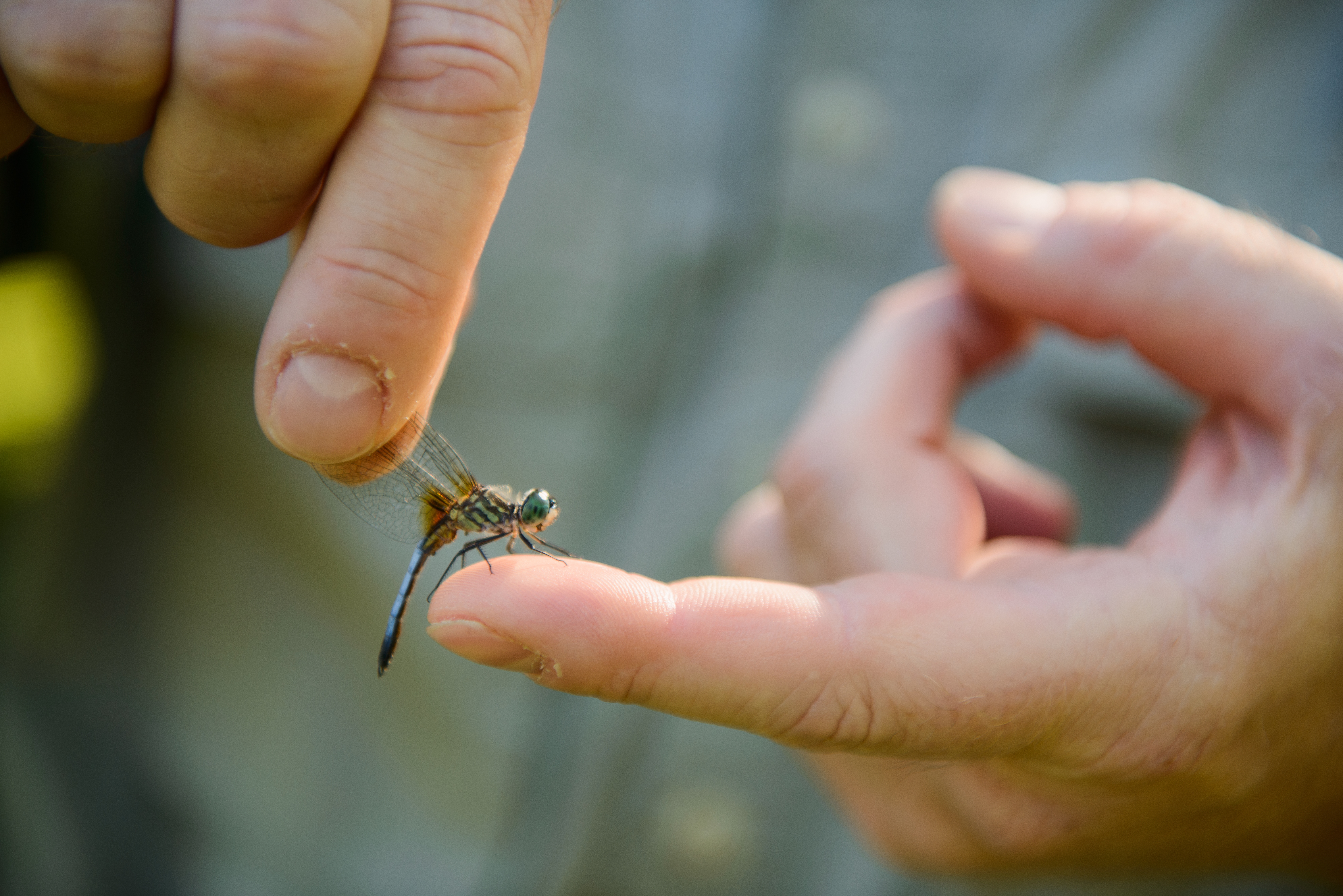 A dragonfly is held on the finger of a human hand.