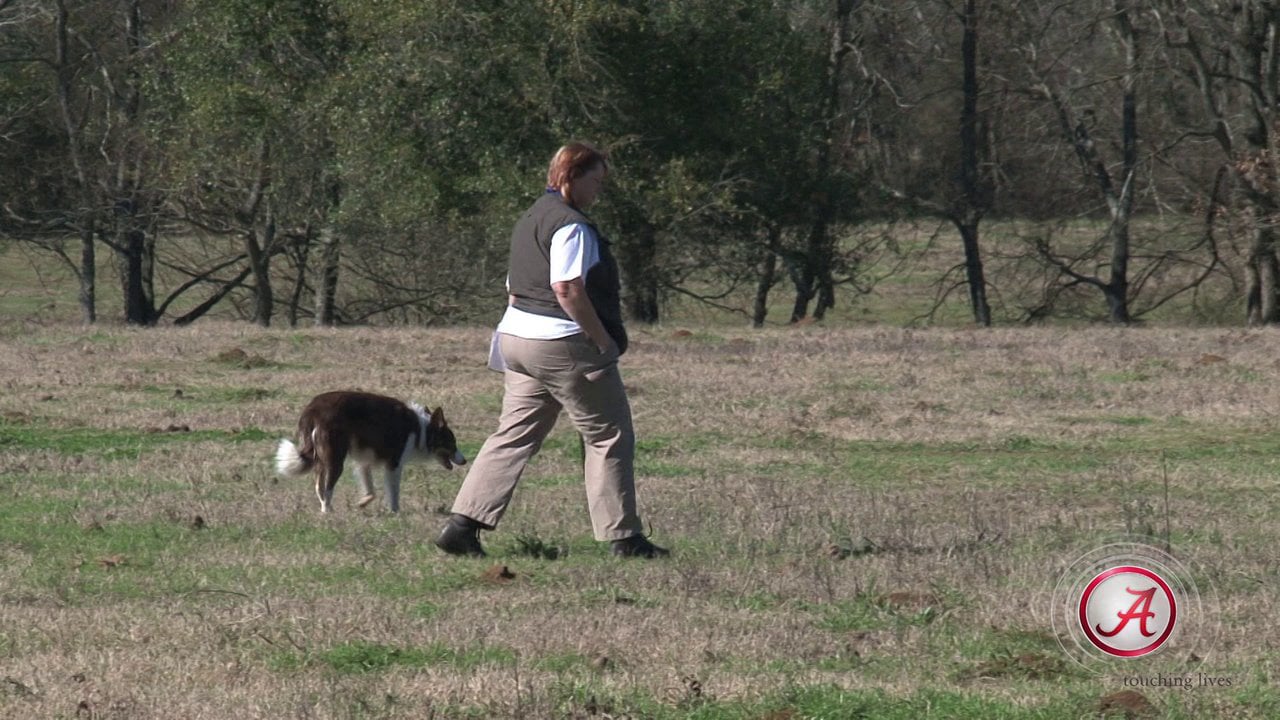 Cemetery Scenting Dogs