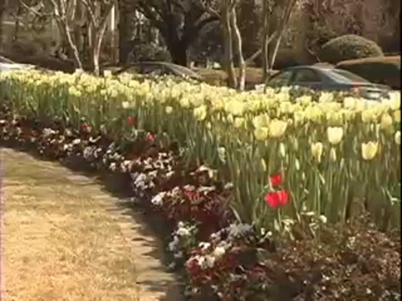 Spring Has Spring at UA