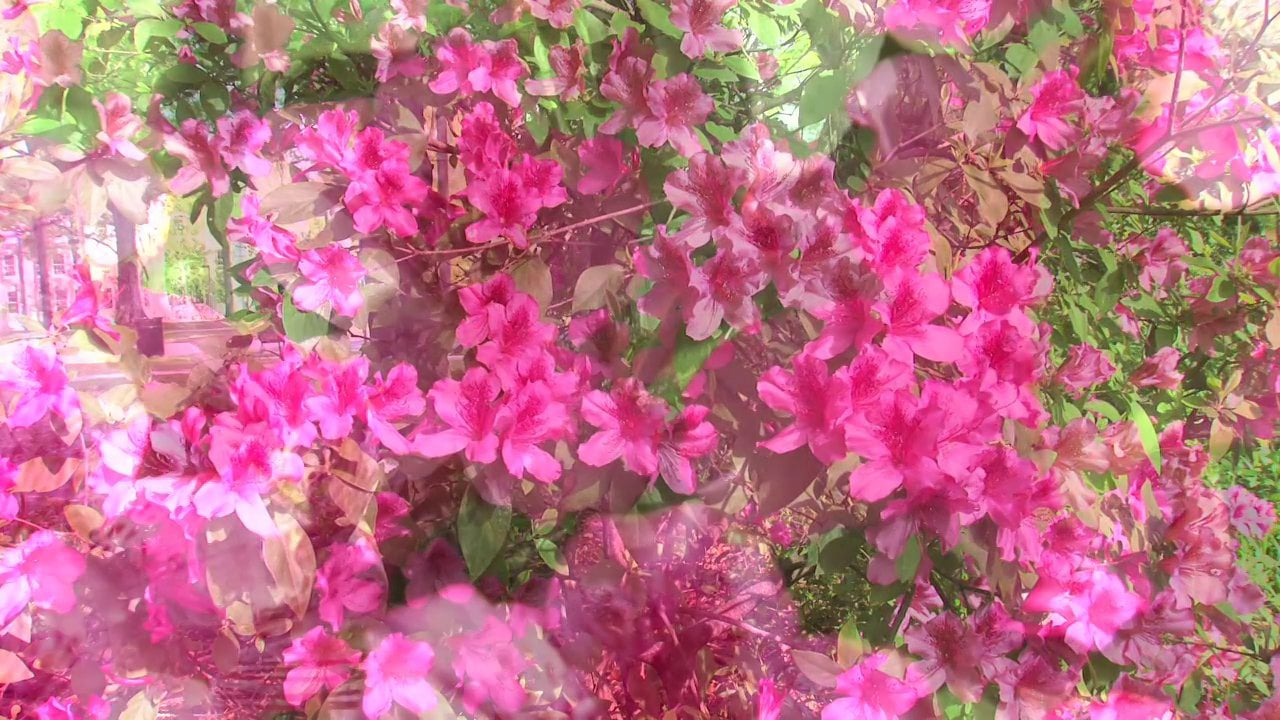 Spring Arrives at UA