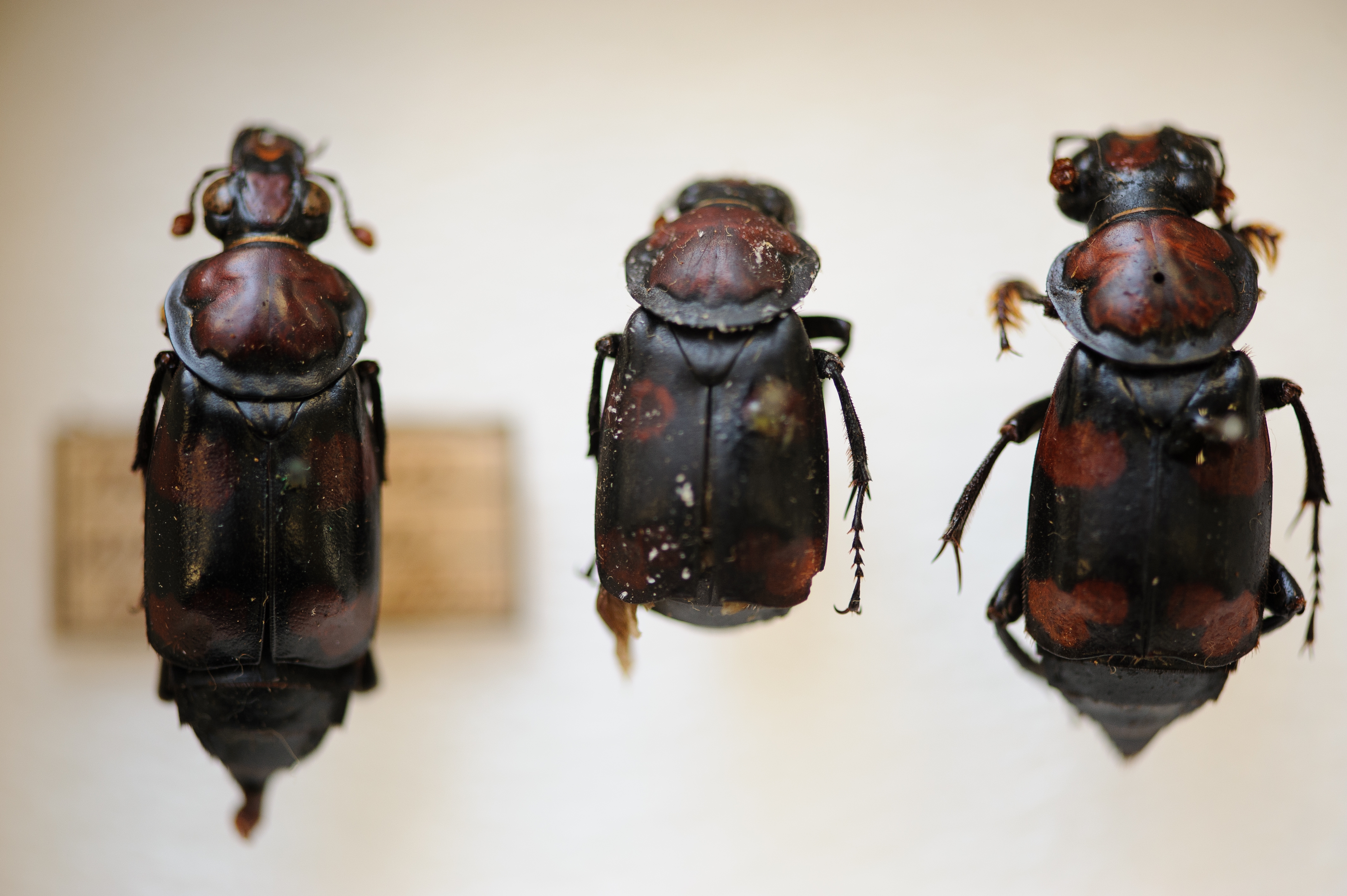 UA Museums’ Collections Spotlight: American Burying Beetle