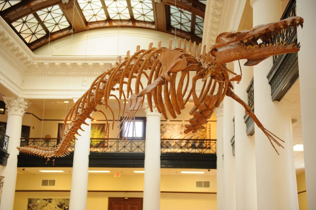 Museums' Collections Spotlight Basilosaurus Cetoides University of