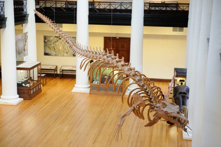 Museums' Collections Spotlight Basilosaurus Cetoides University of Alabama News