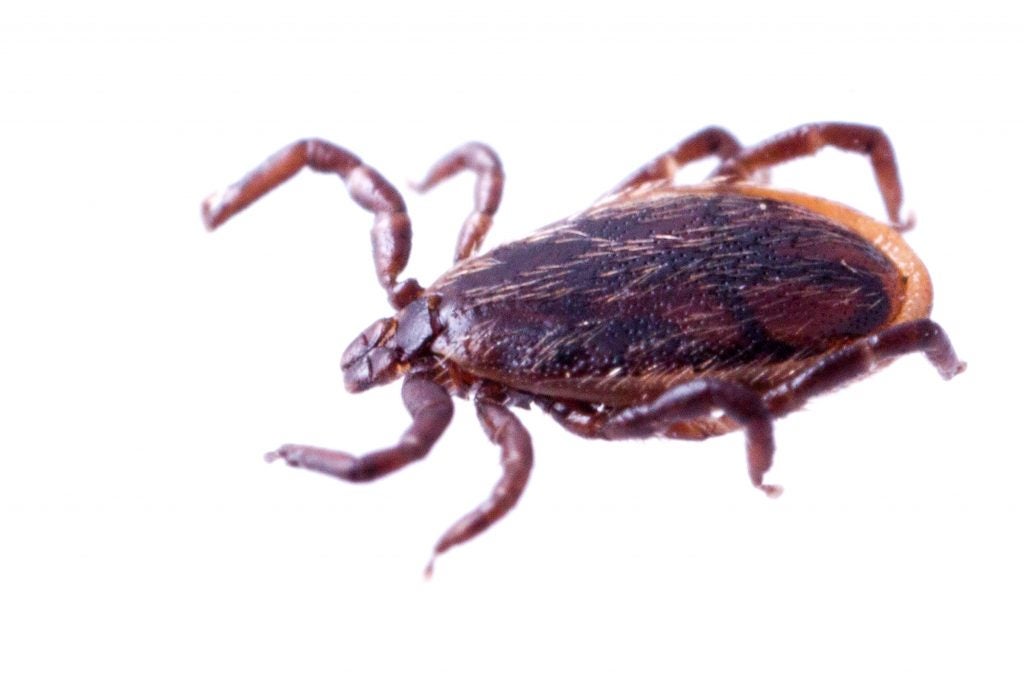 TICKS 101 How to Avoid, Identify and Respond to Ticks this Summer