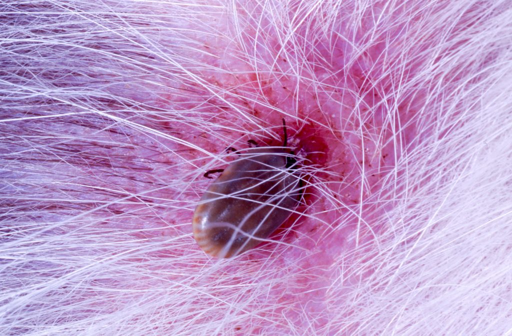 TICKS 101: How to Avoid, Identify and Respond to Ticks this Summer
