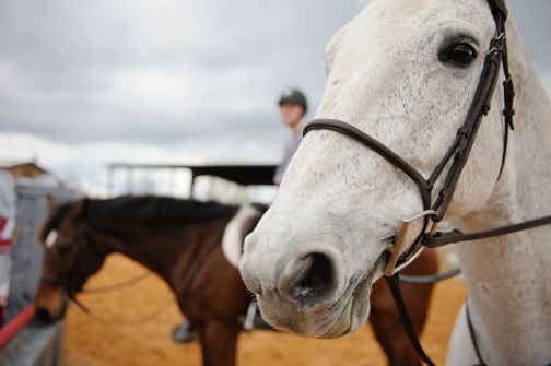 UA Equestrian Program Launches Western Team - University of Alabama News