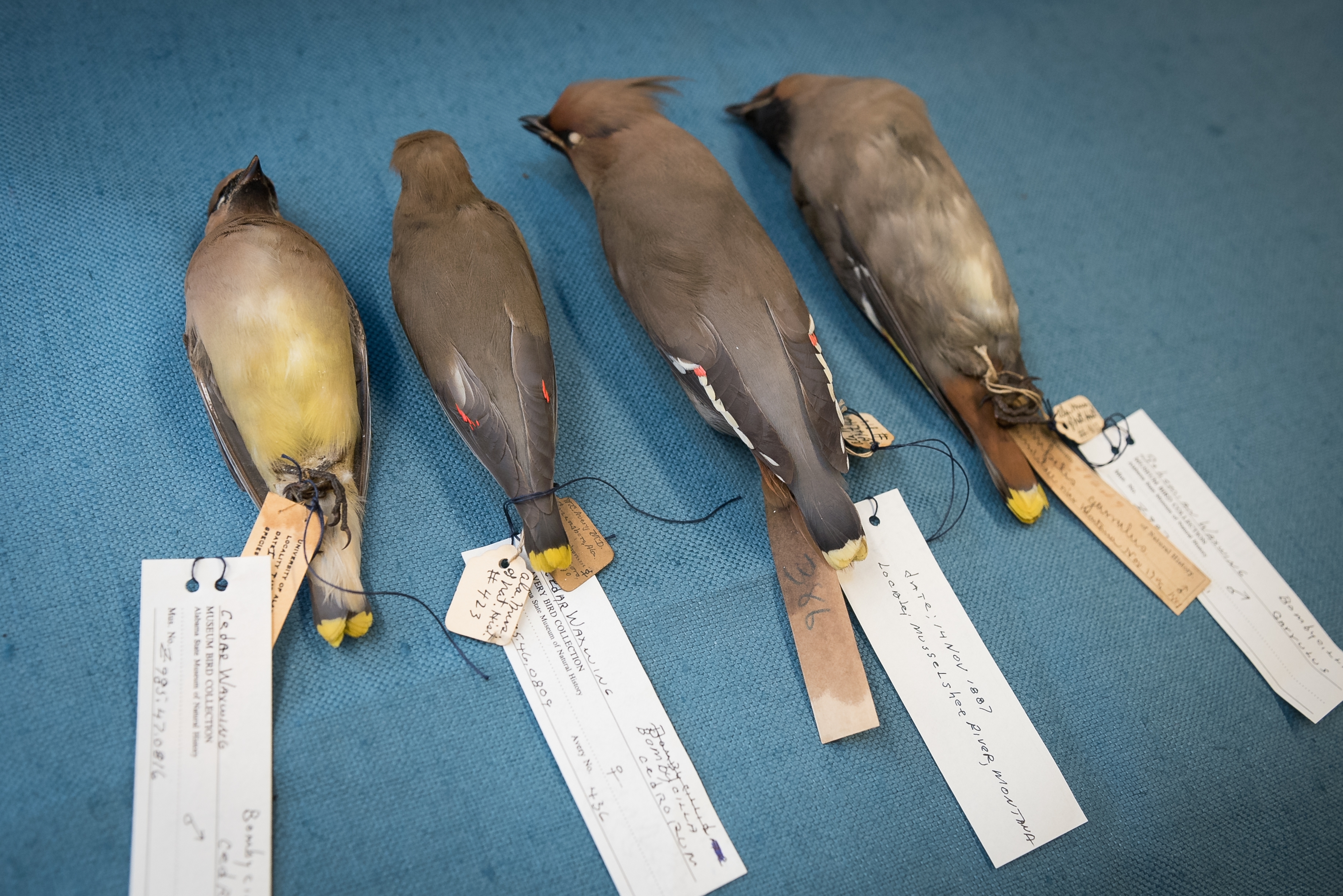 Museums’ Collections Spotlight: The Bombycillads: Cedar and Bohemian Waxwings