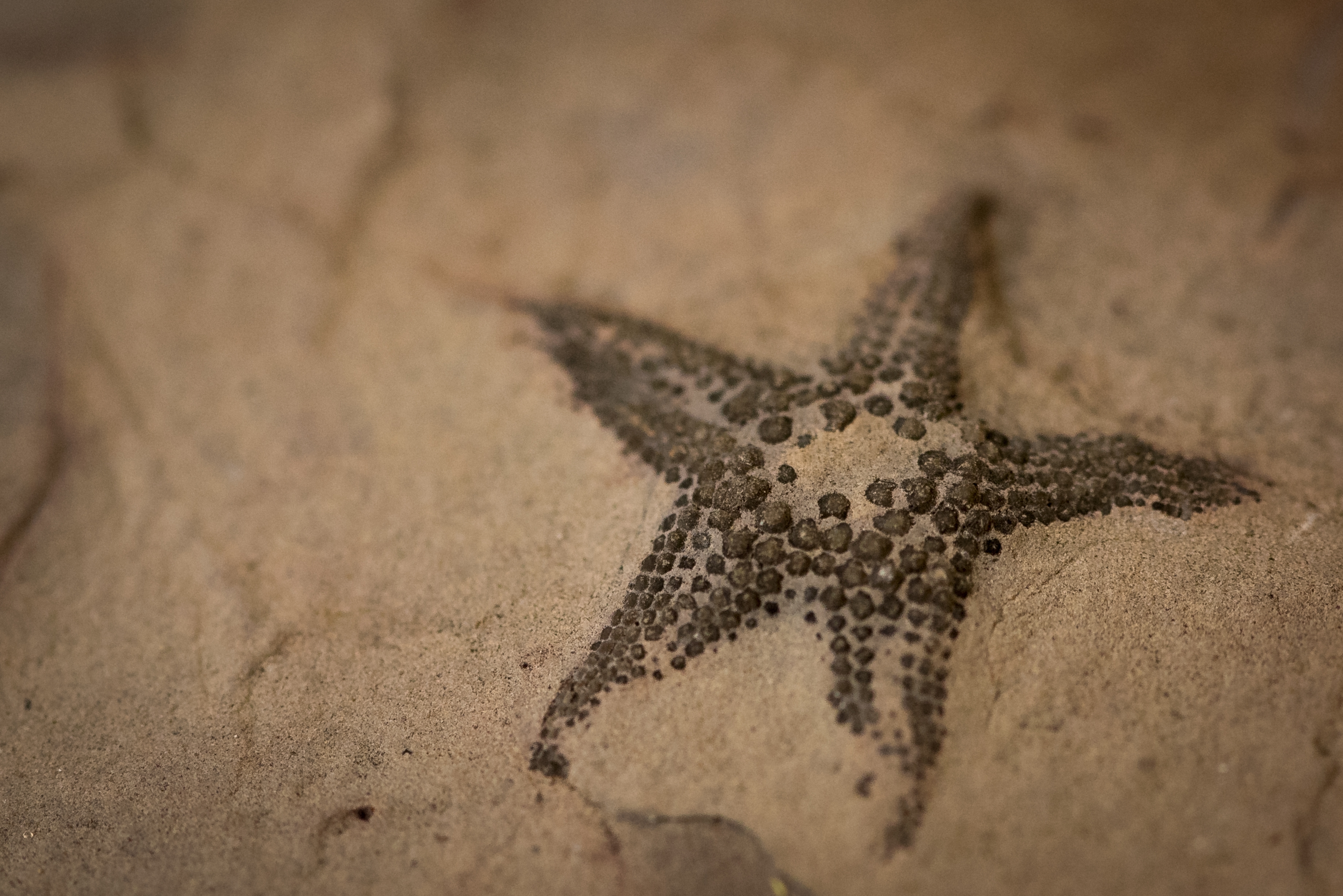 Museums’ Collections Spotlight: Ordovician Starfish