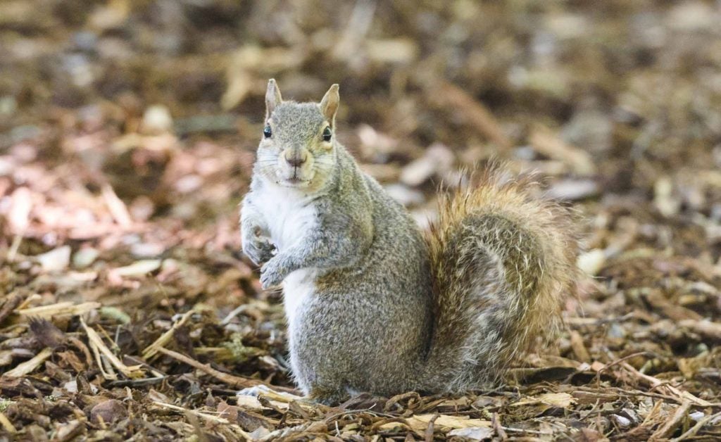 Guide to the Capstone Squirrel - University of Alabama News