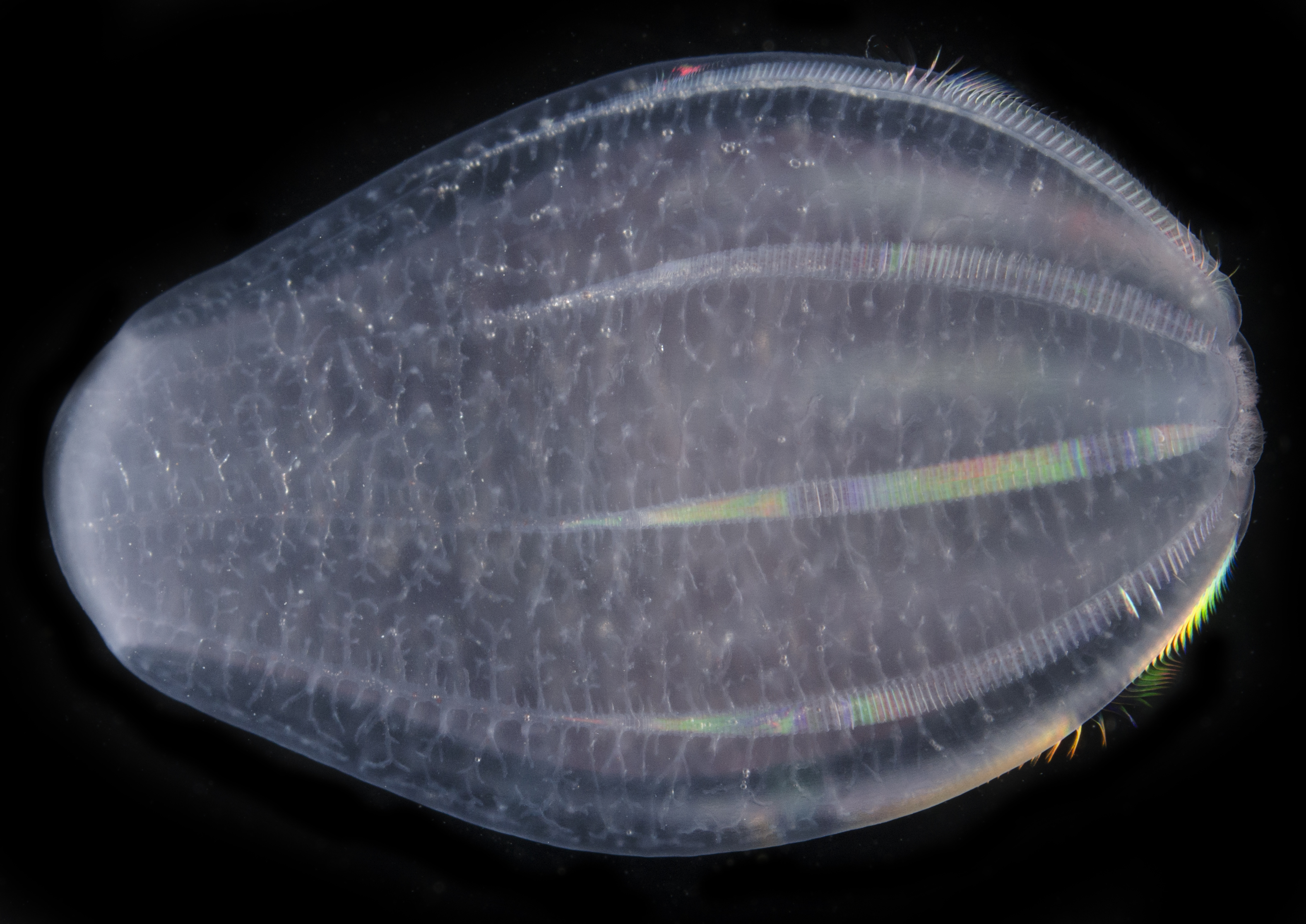 Comb Jellies Possibly First Lineage to Branch Off Evolutionary Tree