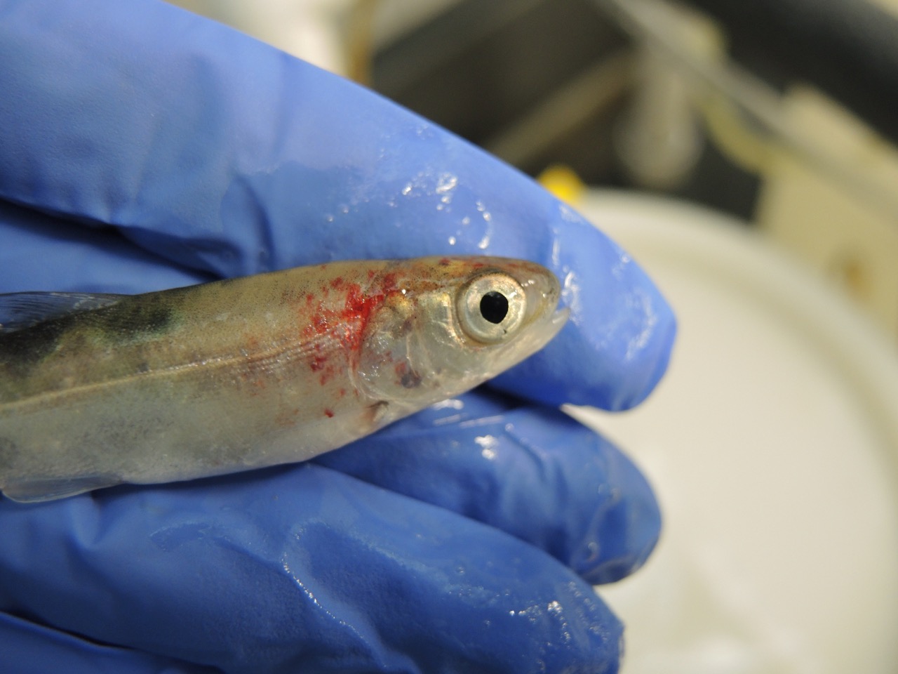 Research Models How Deadly Virus Moves Among Pacific Salmon, Trout
