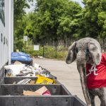 UA's mascot, Big Al, looks into recycling bins