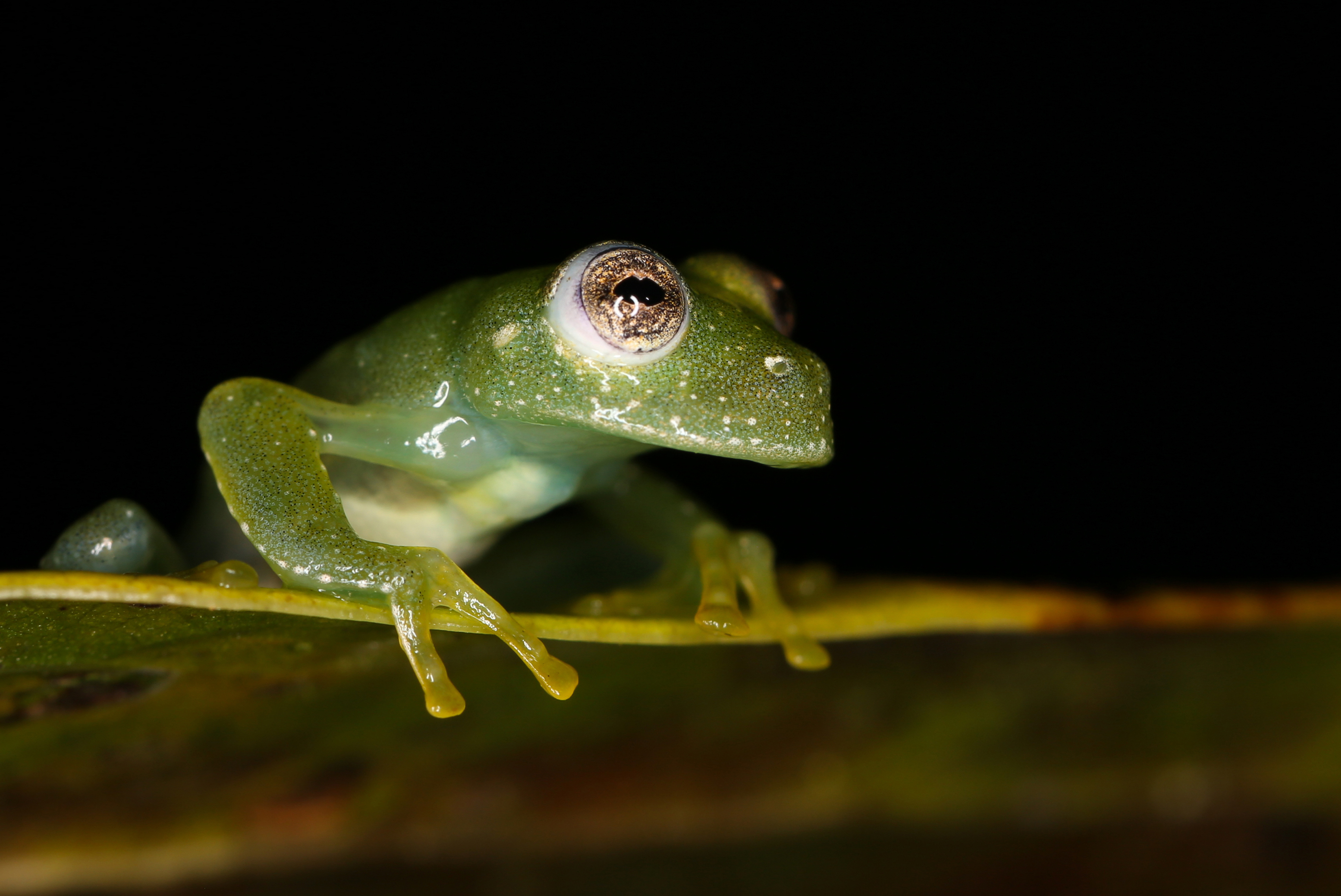 UA Researcher Assists in Global Study of Amphibians