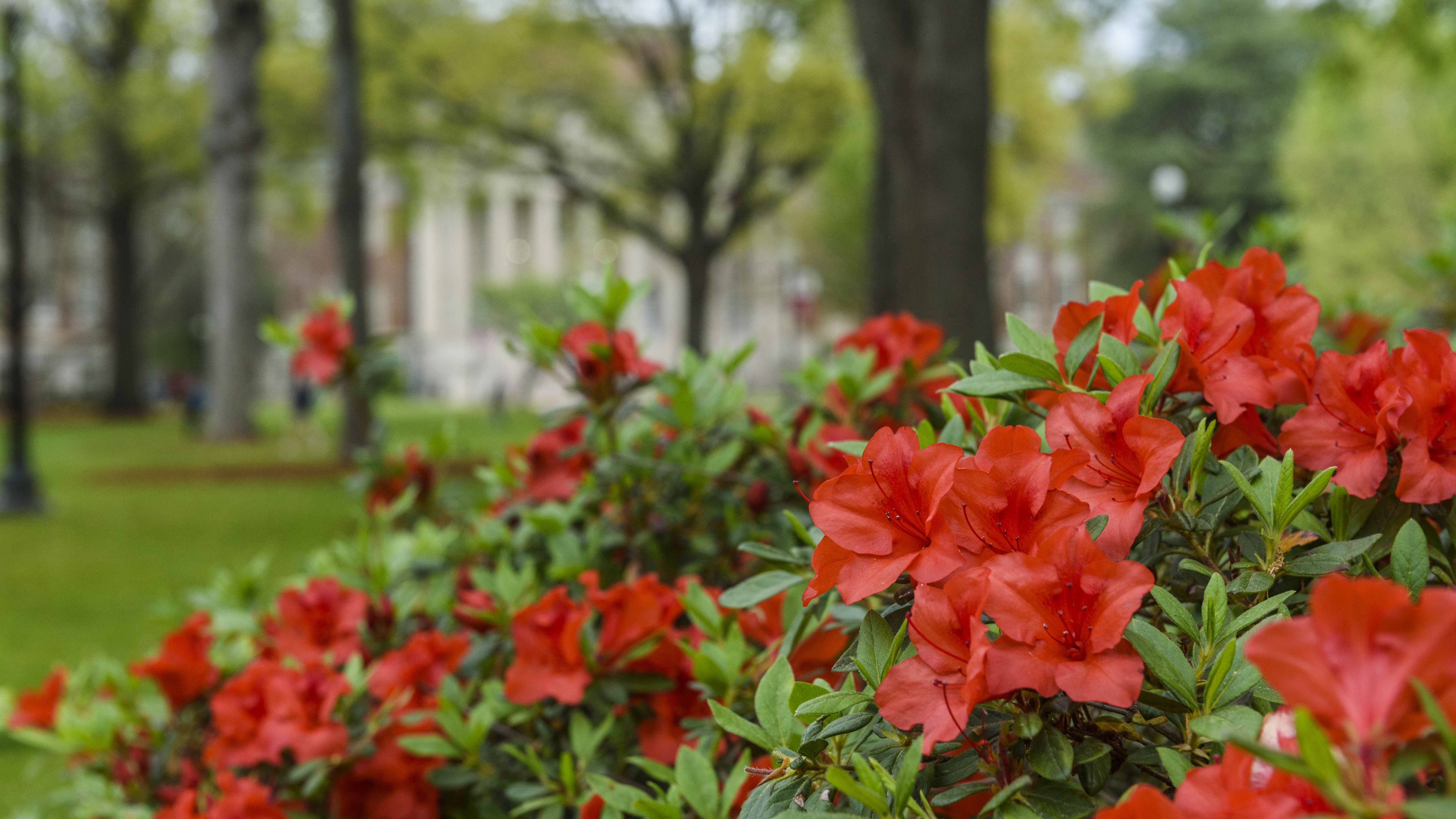 Azaleas blooming with library in background