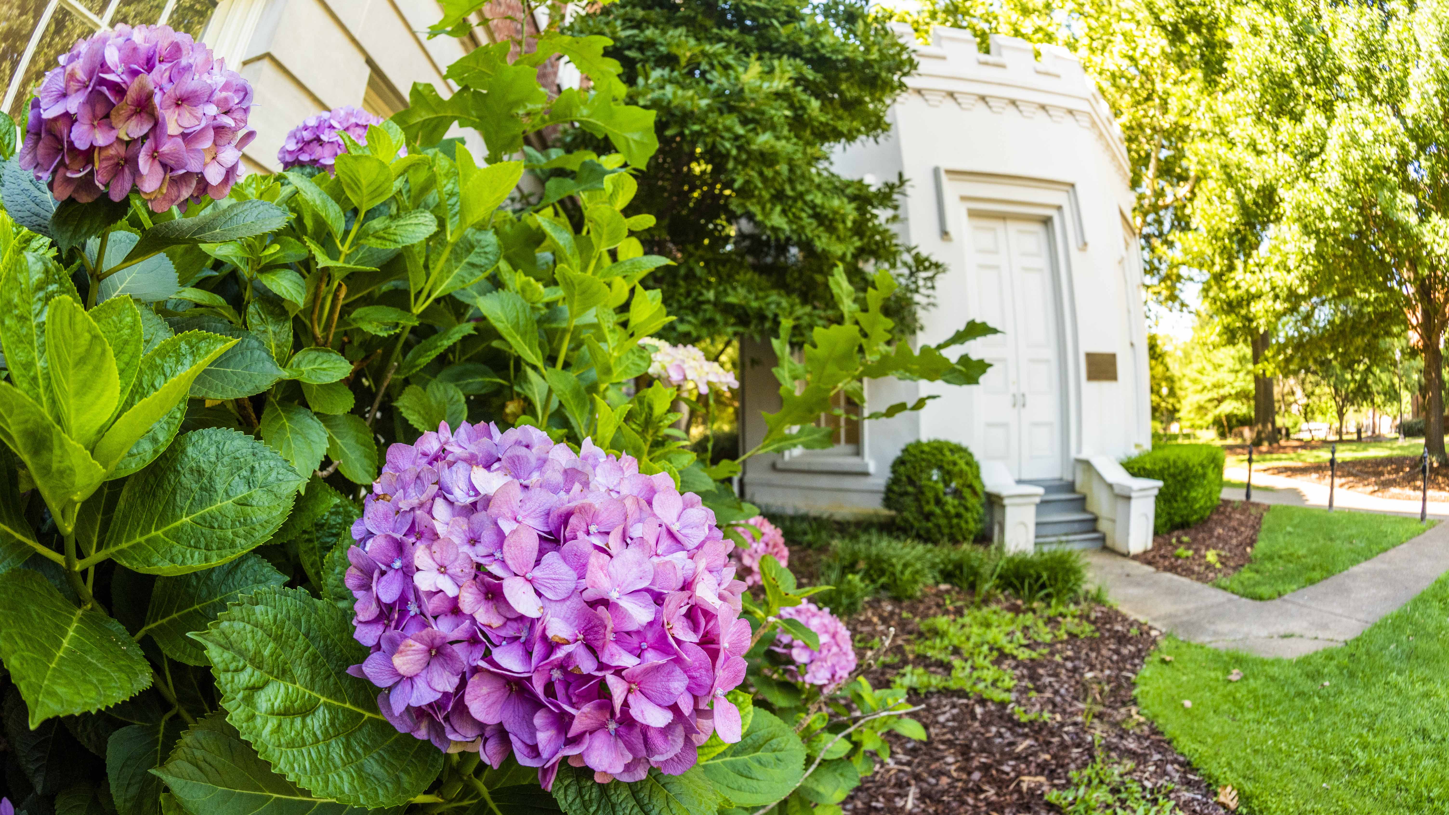 A hydrangea bloom with the Round House in the background.