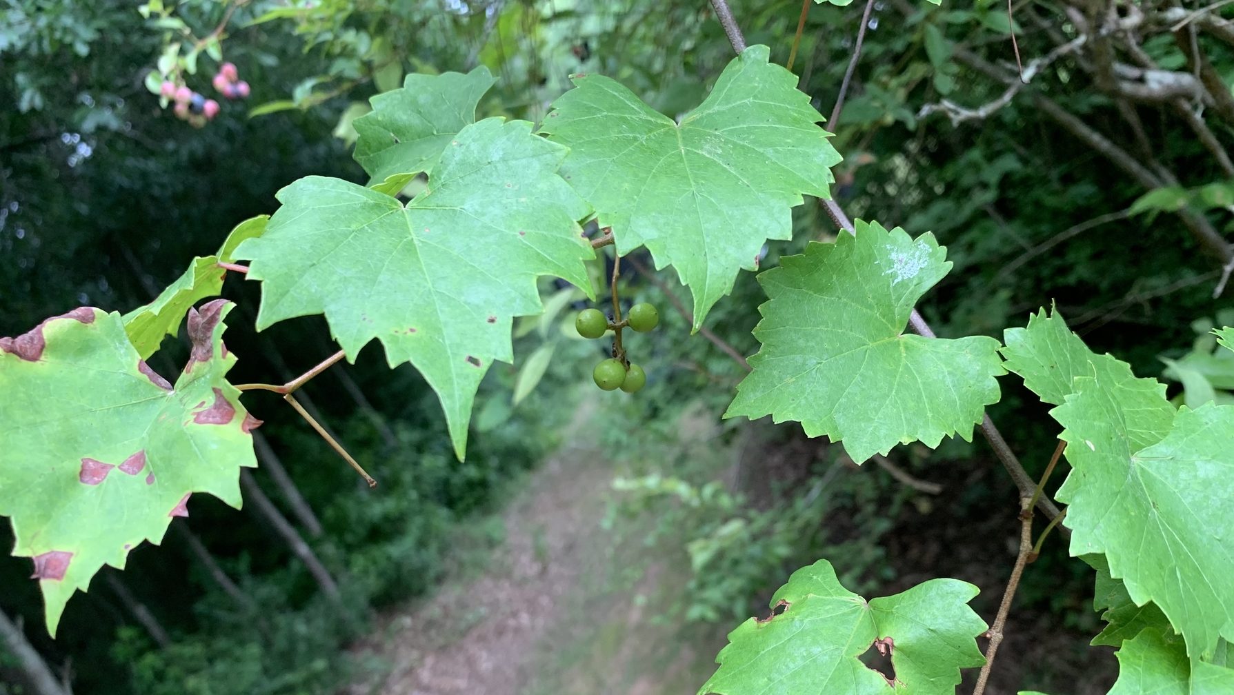 Muscadines hanging on a tree