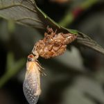 Newly molted adult cicada emerging from its nymph shell