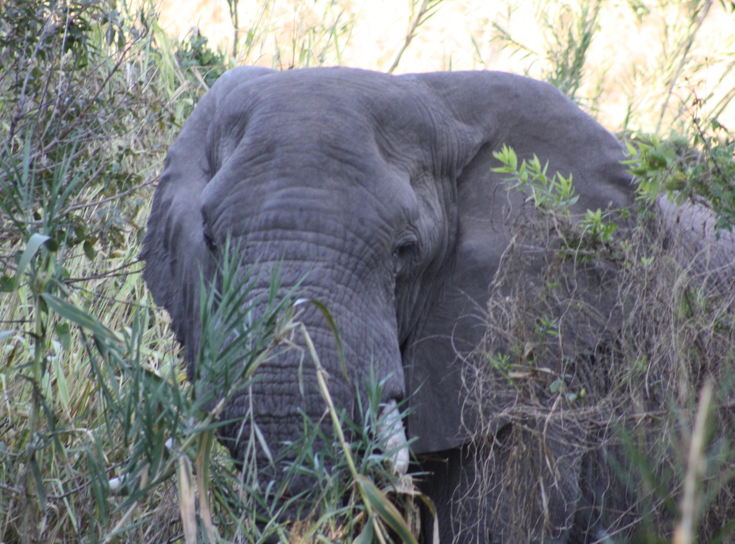 An African elephant in the wild of South Africa.