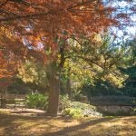 Trees and lake in the autumn