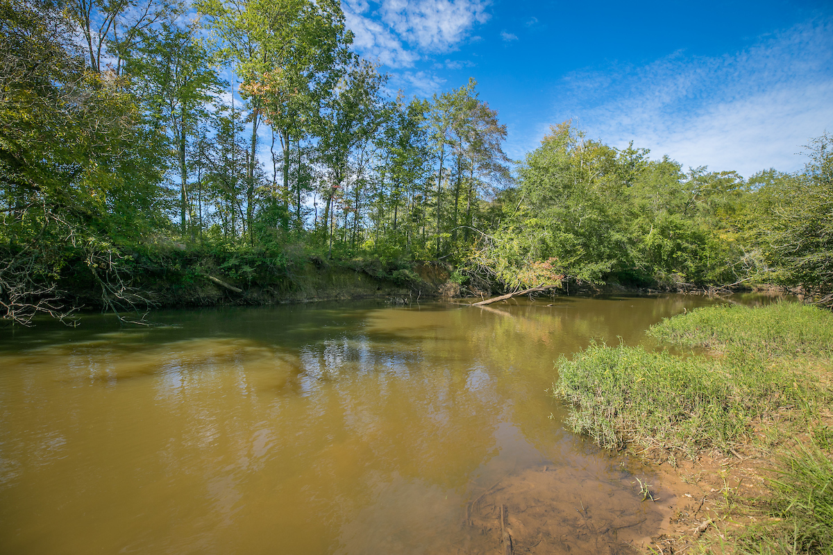 A muddy creek under a blue sky with tall trees on its banks.