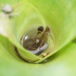 A tadpole is in a small pool of water inside the spiral of leaves of a plant.