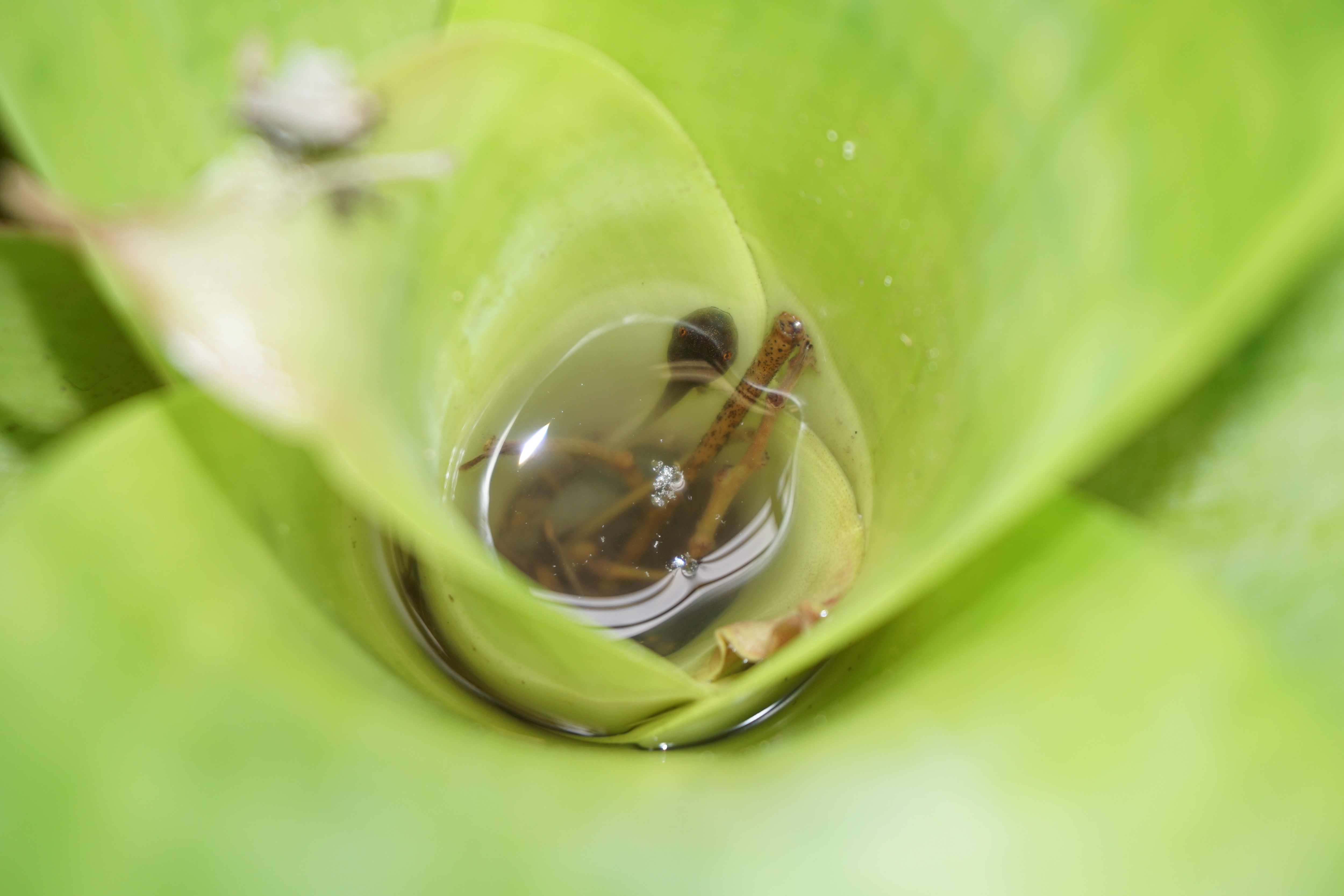 A tadpole is in a small pool of water inside the spiral of leaves of a plant.