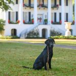 Black Labrador retriever sitting in front of President's Mansion