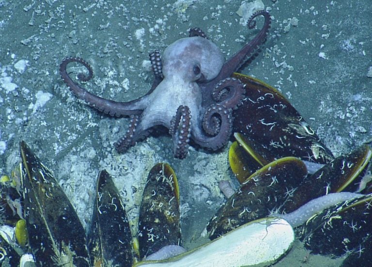 octopus turns inside out