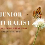 The Junior Naturalist Camp poster showing a butterfly on a flower.