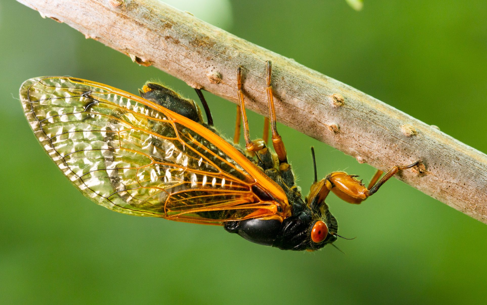 Cassini Periodical cicada