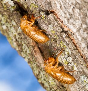 Periodical cicada husks clinging to tree bark