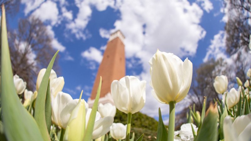 close up of white tulips with a blurred Denny Chimes in the background
