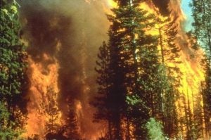 A wildfire rages among tall trees.