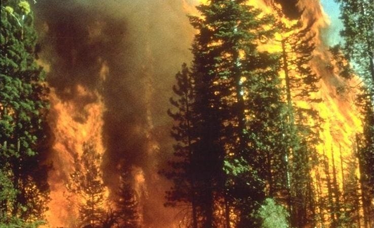 A wildfire rages among tall trees.