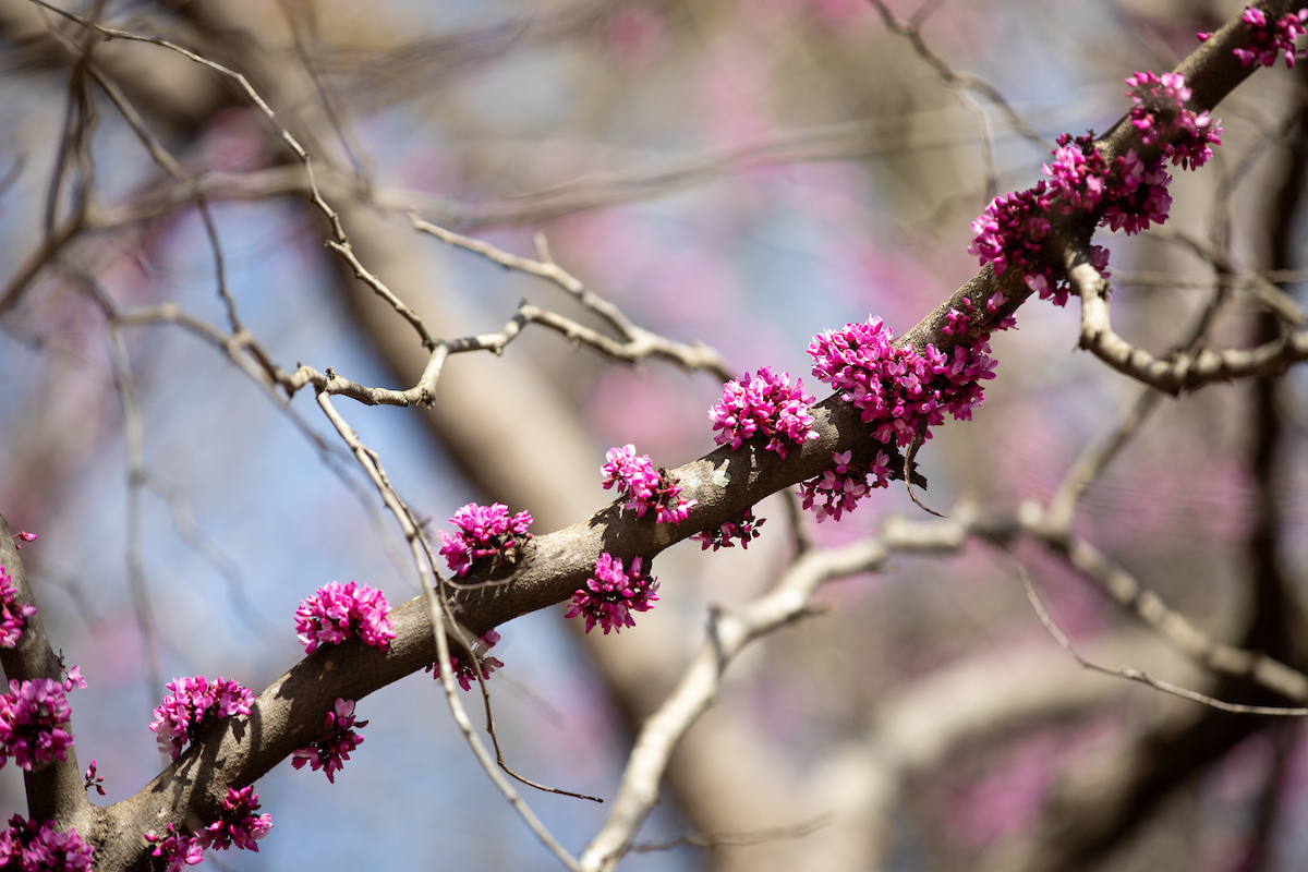 Pink and purple cherry blossom buds on a tree branch