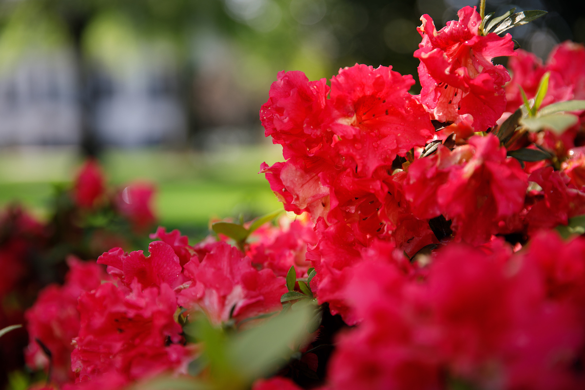 Bright red flowers surrounded by greenery.