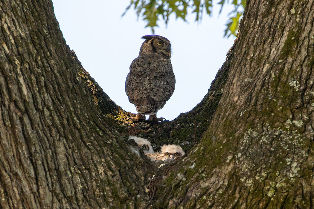 An owl standing on a tree limb with two baby owlets in the nest.