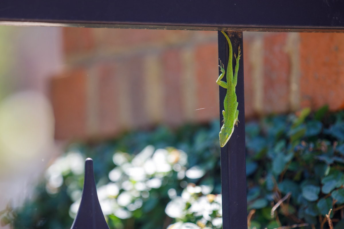 A green lizard hanging onto a pole.