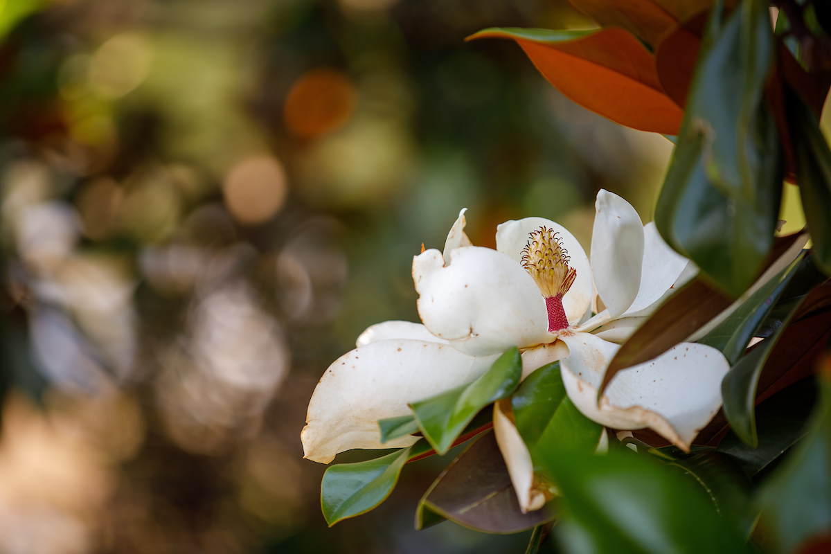 A white magnolia flower.