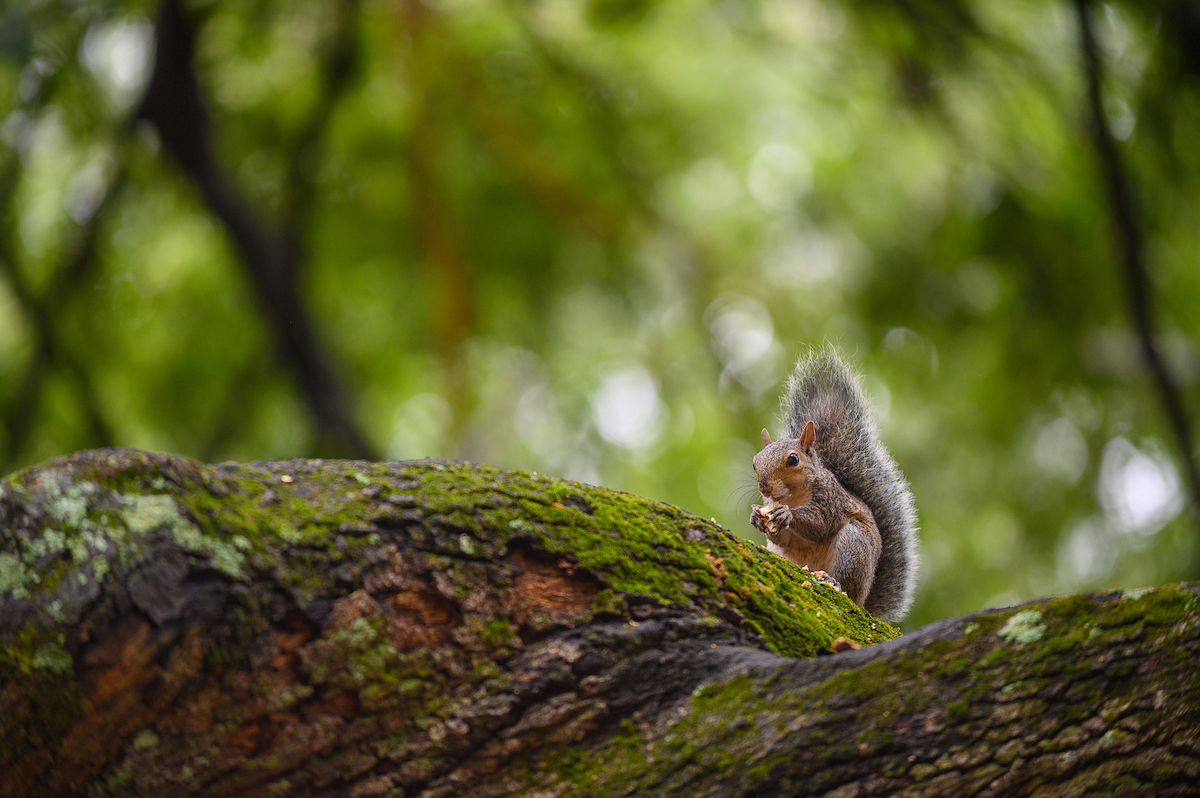 A brown squirrel sitting on a moss-covered tree.