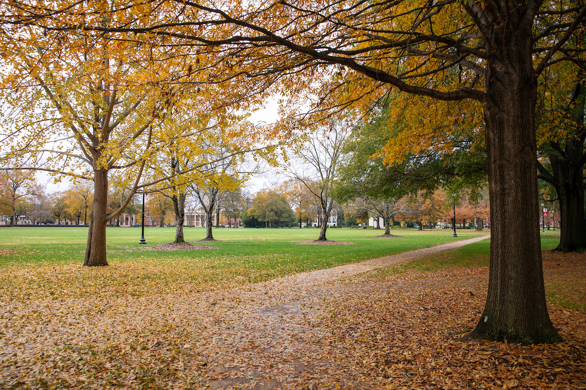 Yellow and orange leaves fall to the ground of the Quad.