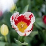 A red and white tulip with a yellow center.
