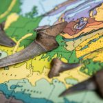 Ancient fossilized Alabama shark teeth