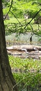 Alligator spotted in Tuscaloosa by Dr. Scott Jones