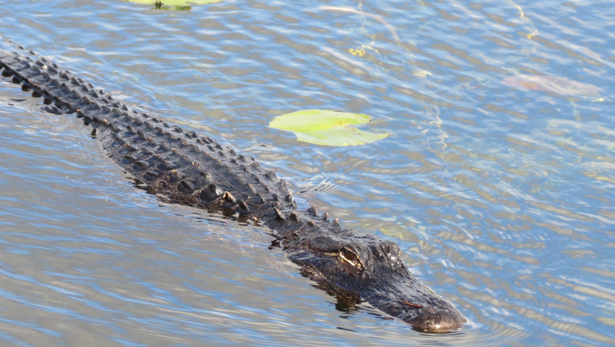 Alligator spotted by Dr. Scott Jones