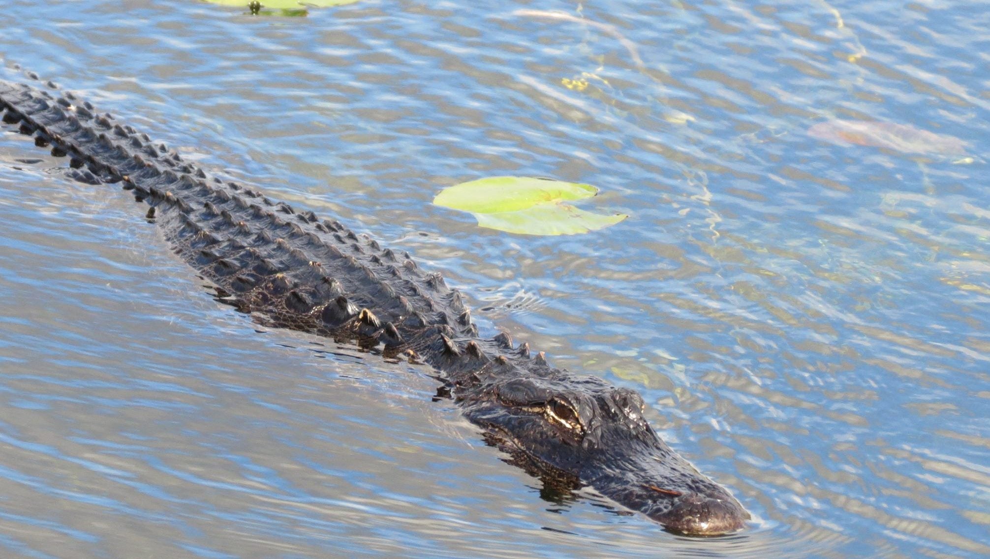 Is the American Alligator Population in Tuscaloosa Increasing