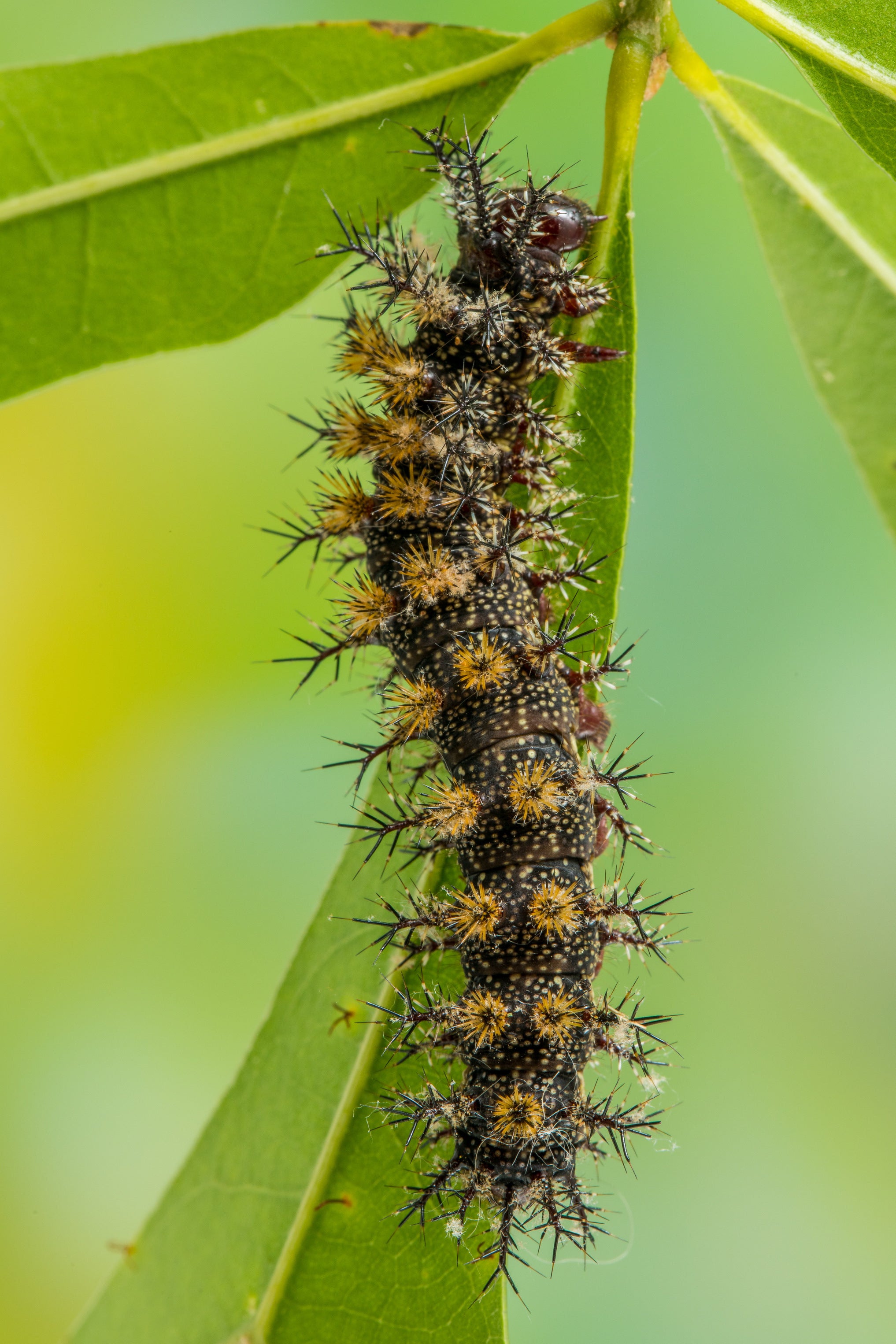 Soft, Cute, Colorful Nightmares: Venomous Caterpillars of Alabama 